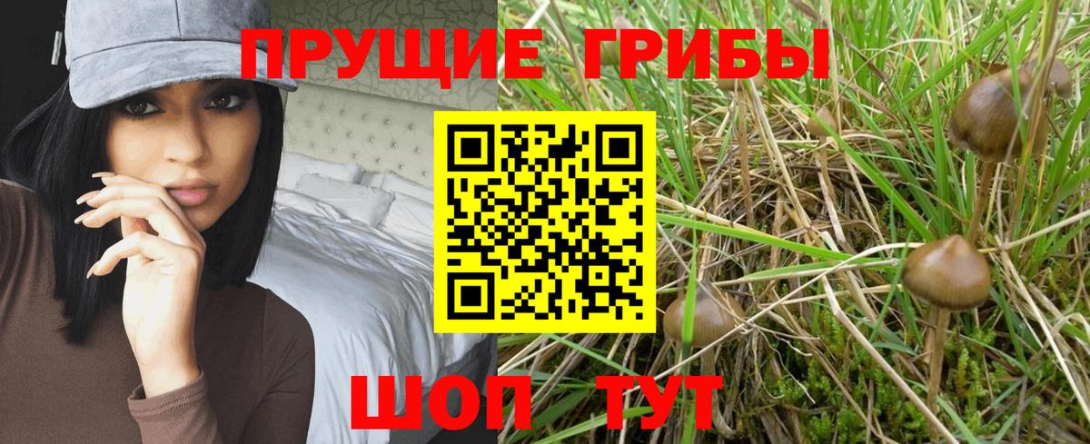 Псилоцибиновые грибы прущие грибы Аргун